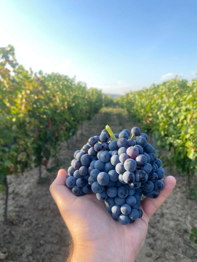 Un an de muncă, un ciorchine perfect și începutul unei noi recolte.